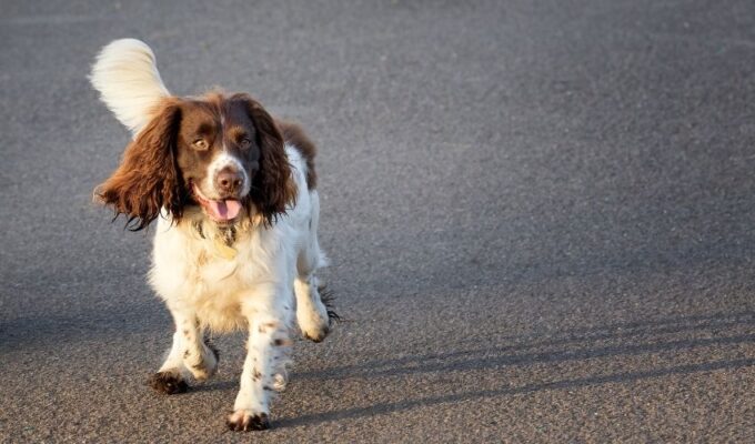 Cẩm nang nuôi chó Pont Audemer Spaniel tại nhà: Bí quyết chăm sóc chó Pont Audemer Spaniel cho người mới nuôi